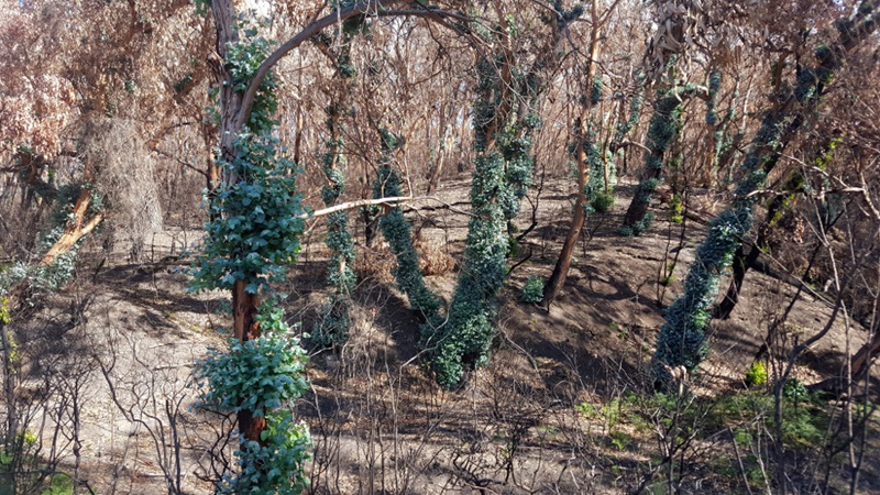 regrowth on burnt trees