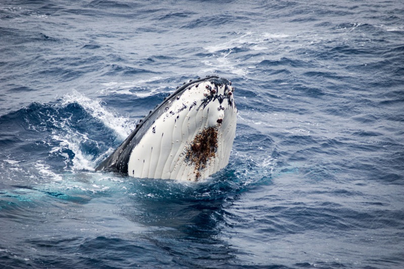 whale
