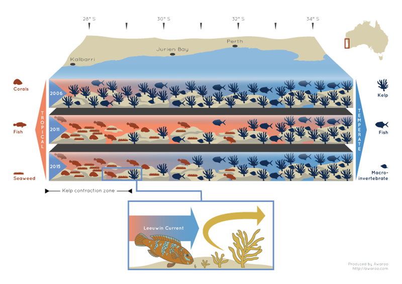 Infographic showing change in kelp and fish populations over time