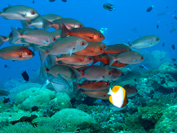 Fish swimming above coral