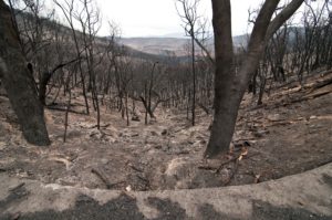 A slope with burnt trees