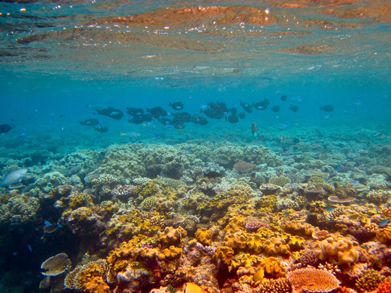 Under water on the Great Barrier Reef showing coral and fish. 