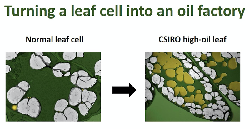 Turning a leaf cell into an oil factory