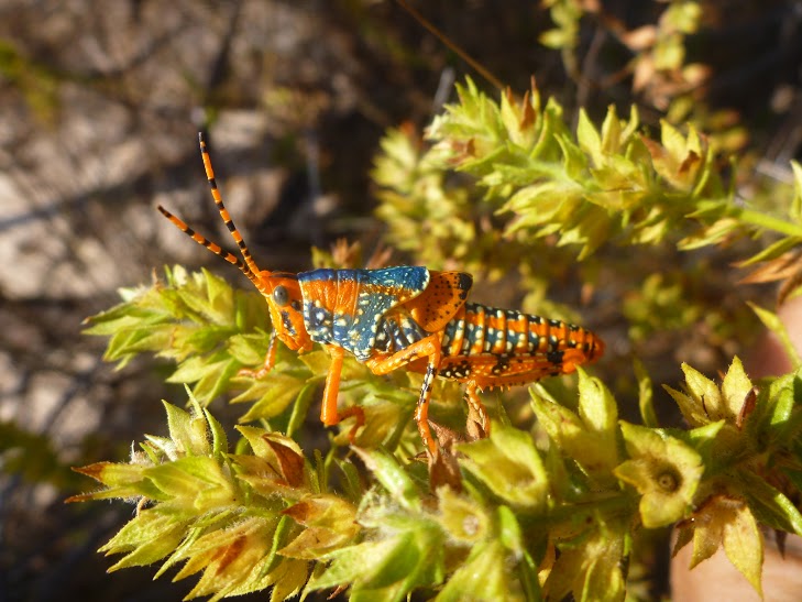 An orange and blue coloured insect on a branch with small green leaves