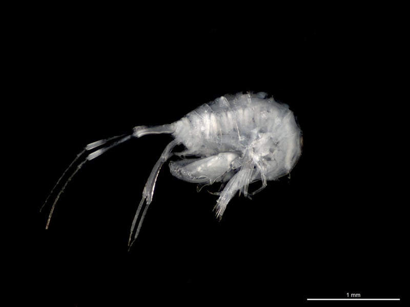 microscopic creature