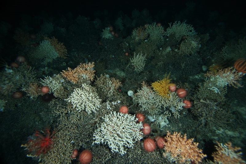A coral reef on a seamount at 1306 metres depth Image CSIRO