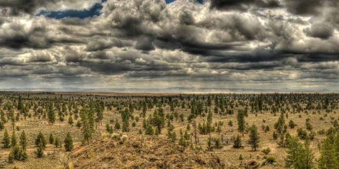 A stand of trees with dark clouds above