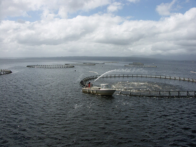 fish pens on the ocean