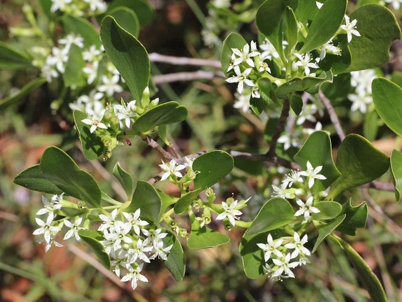 White mangrove flowers 