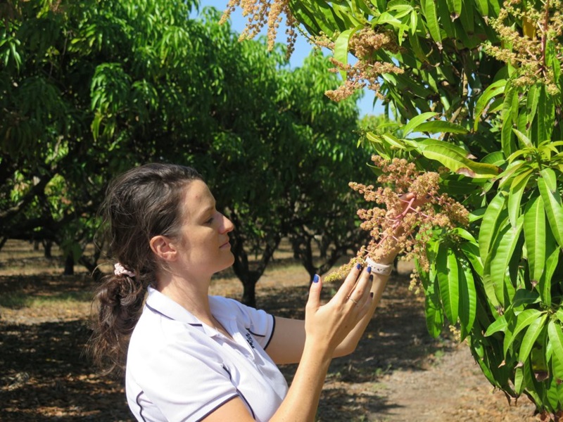 A women looks at mango flowers on a tree