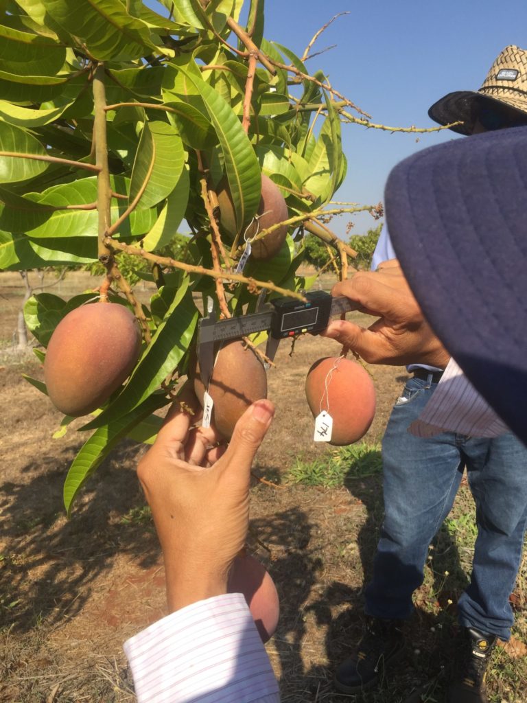 A measuring tool is used on a small mango hanging from a tree