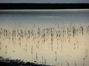 mangrove shoots poking above water surface