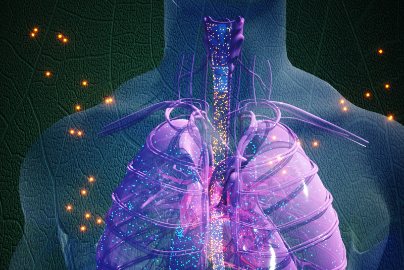 A visualisation of nanopesticides entering the human body and interacting with organs such as lungs