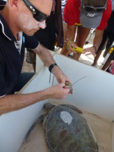 Man with a small electronic device about to place it on the back of a turtle