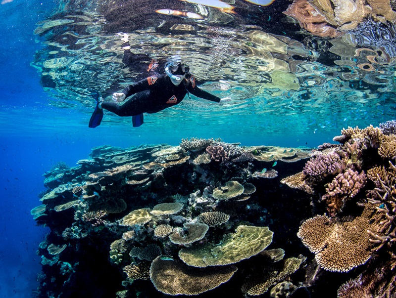 A snorkeler exploring the exceptional coral gardens at John Brewer Reef, September 2020. Image by Matt Curnock, CSIRO.