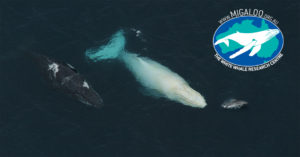 A white humpack whale swimming with a regular coloured humpback and a dolphin