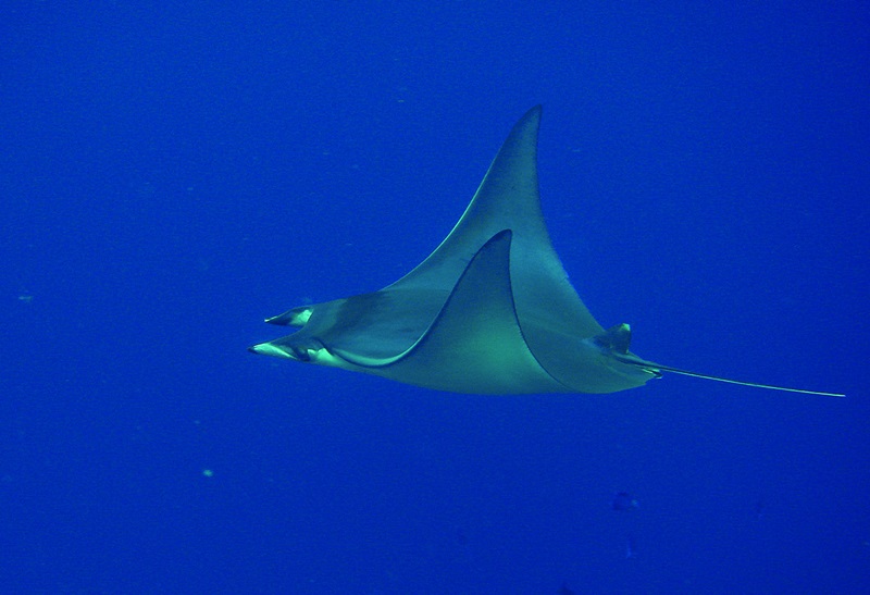 ray gliding through deep blue water