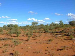 Red dirt landscape with some small shrubs and trees