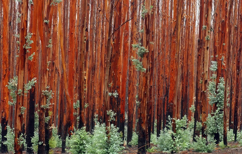Stand of thin trees with blackened base of trunk and new growth sprouting from bark