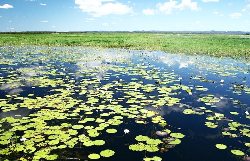 lilies in the foreground of a wide angle shot of wetlands