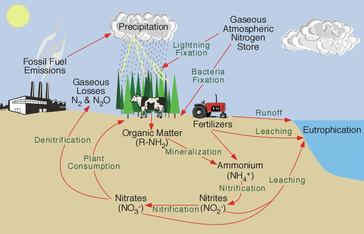 Graphic showing nitrogen cycling from soils to atmospher via plants, industry and agriculture