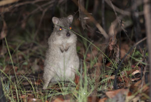 A small rodent creature standing on hind legs in grass and twigs