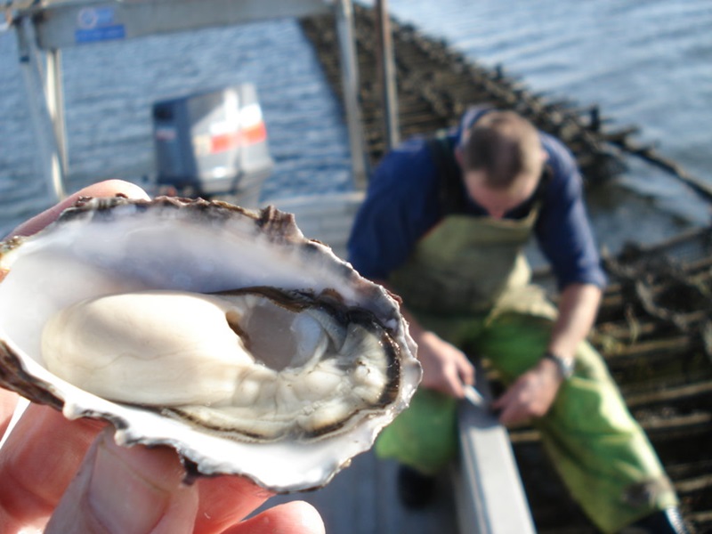 Hand holding oyster and man in background