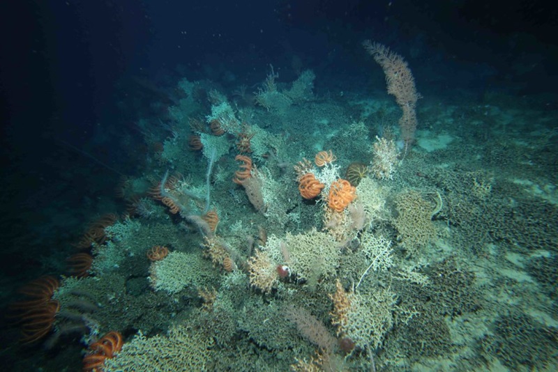 underwater image of coral reef with orange sea urchins