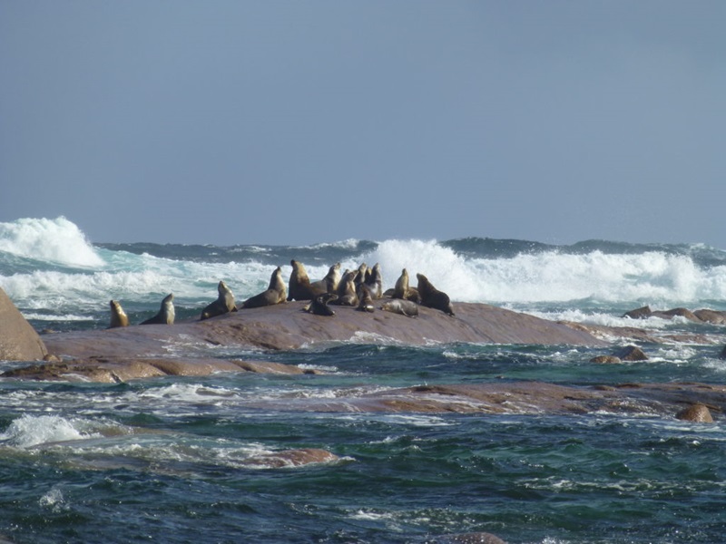 seals on a rock with sea crashing around