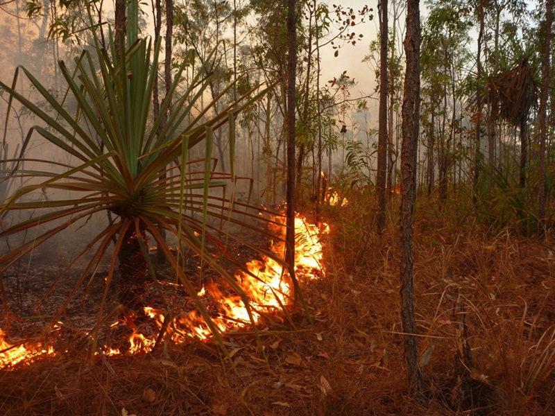 smokey fire through bush