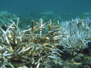picture featuring bleached coral underwater at Rib Reef April 2020, central GBR off Townsville. Picture by Paul Muir.