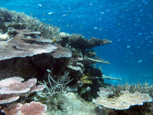 Colourful fish and coral at Wheeler Reef in 2012. The reef is situated in the central GBR off Townsville. Picture by Paul Muir.
