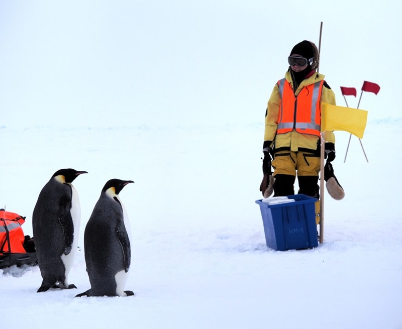 Jess Melbourne-Thomas standing next to two Emperor Penguins