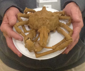 Spider crab being held on a plate