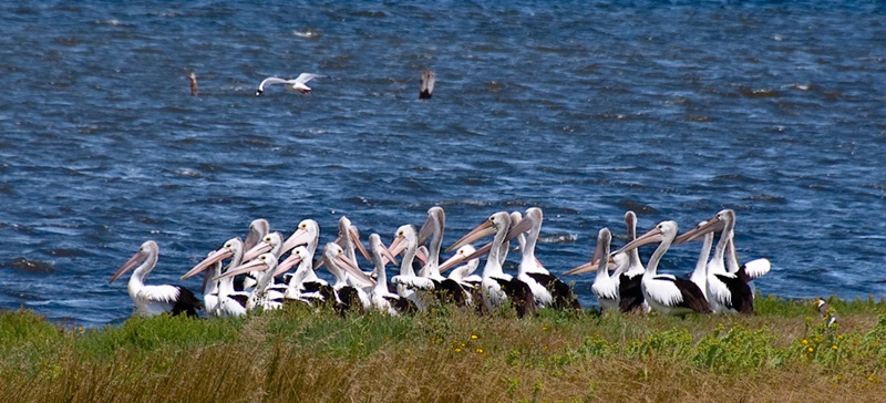 Pelicans at the Coorong. Image: Tony Linde/Flickr, CC BY-NC-ND