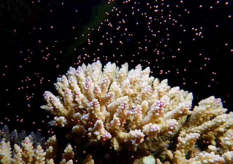 coral spawning