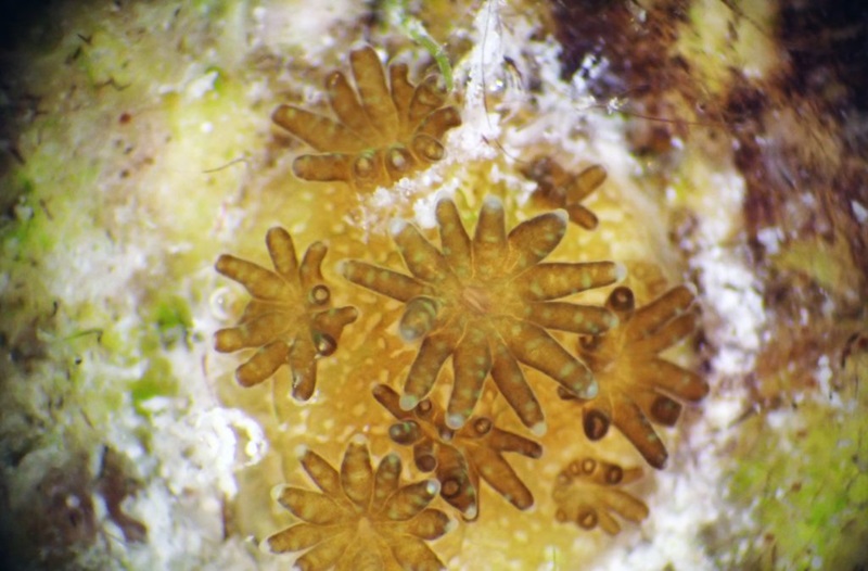 coral larvae settled onto a device