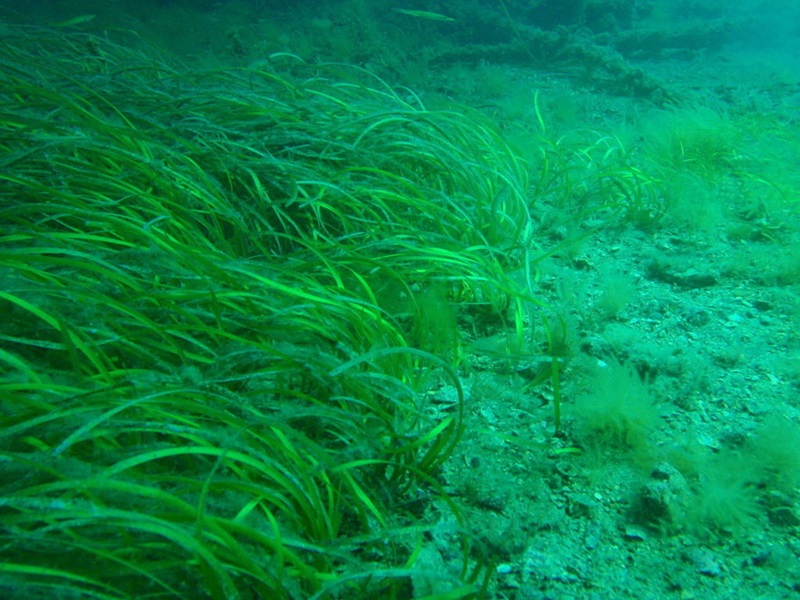 seagrass