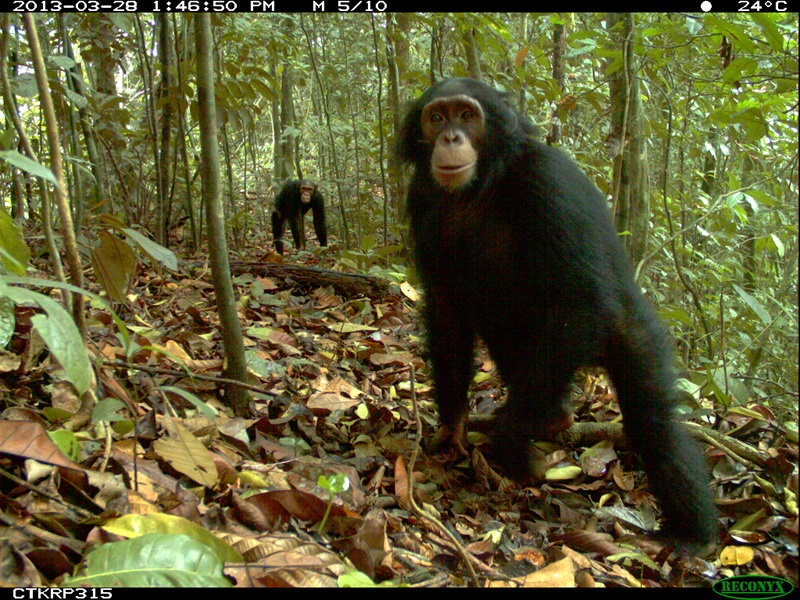 Chimpanzee in rainforest setting up close to camera