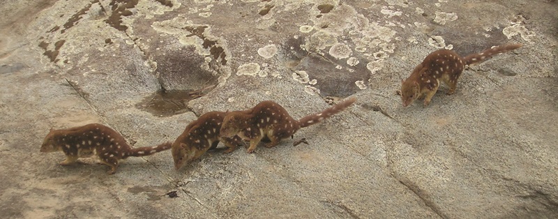 Four reddish brown coloured quolls on a rock platform