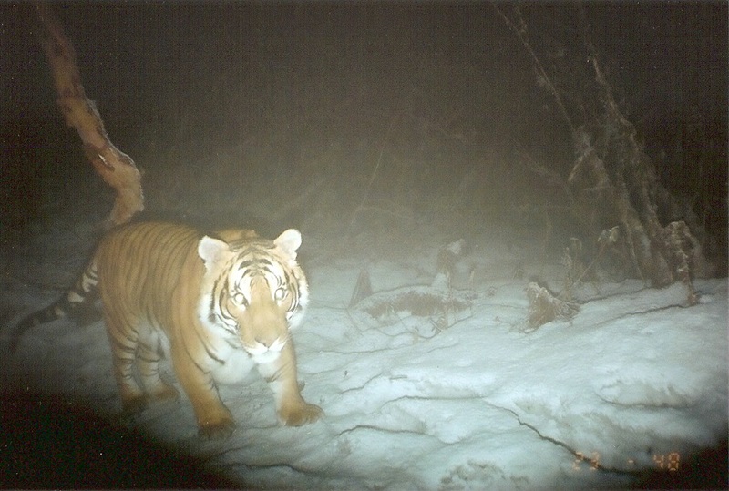 A tiger in the dark with a light shining on it