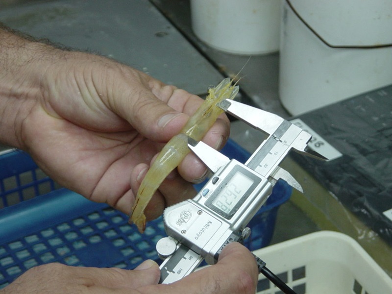 A prawn is held and is being measured with a small device.