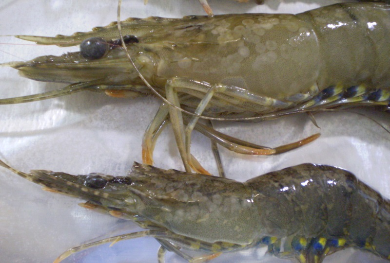 prawns with white spot