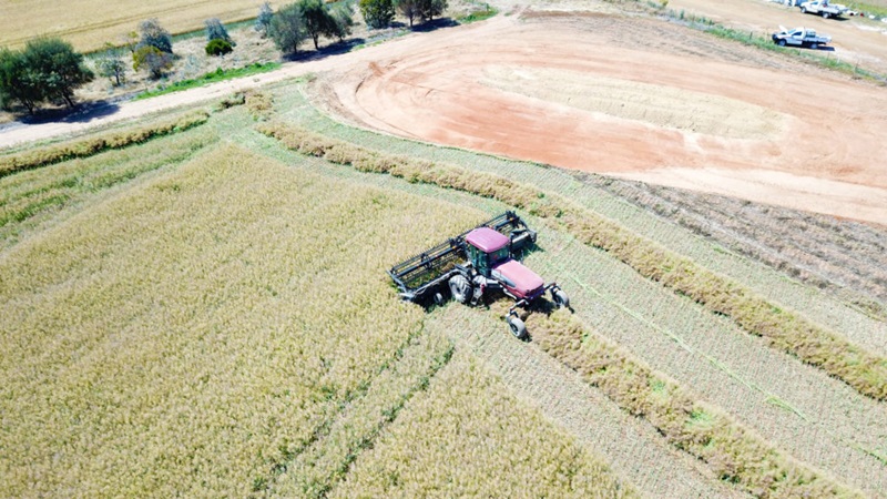 Crop harvesting