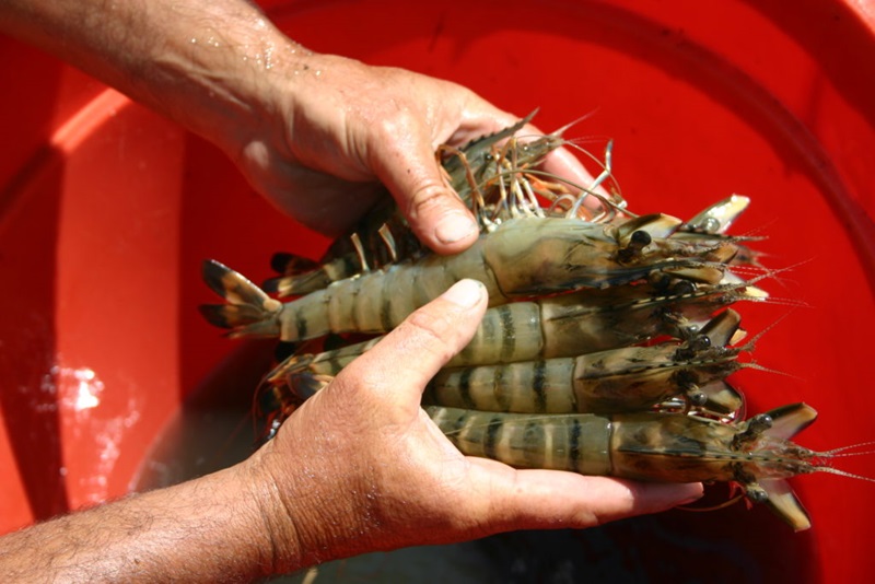 Two hands holding prawns