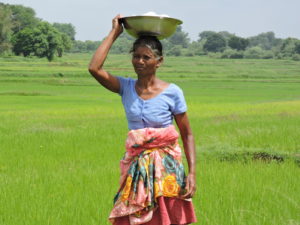 Indian woman in rice paddy carrying bowl of rice on her head