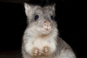 Close up of rodent creature showing head and forearms