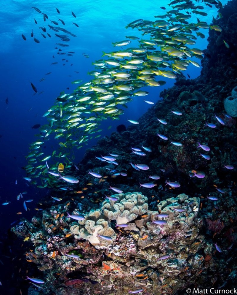 school of fish skirting the coral