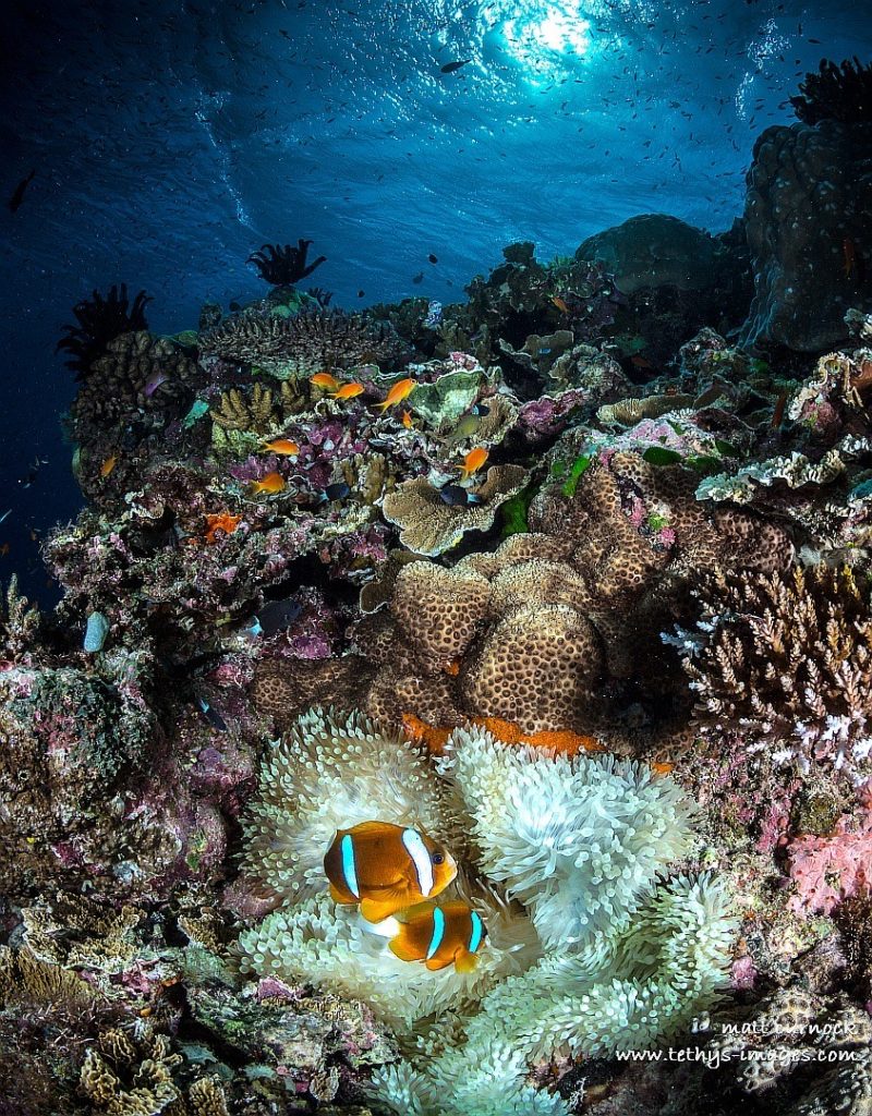 clown fish in the foreground, near anemone and coral reef