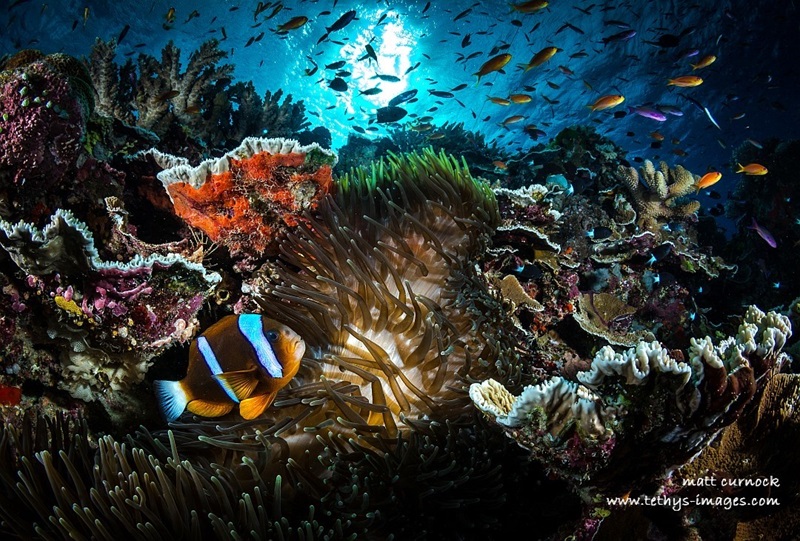 clown fish, sea anemone, clam shell highlighted on reef with sea surface backlit